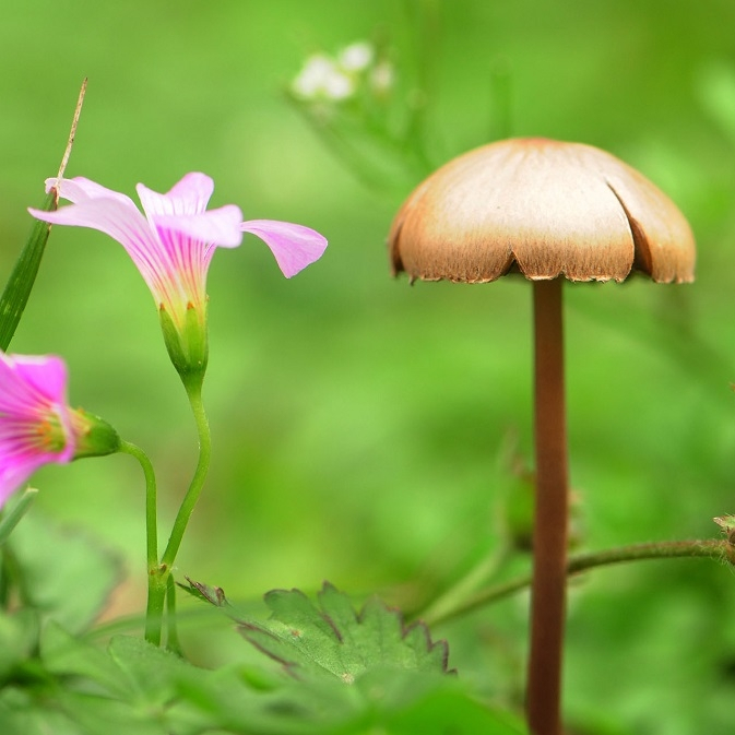 生物多樣性簡介