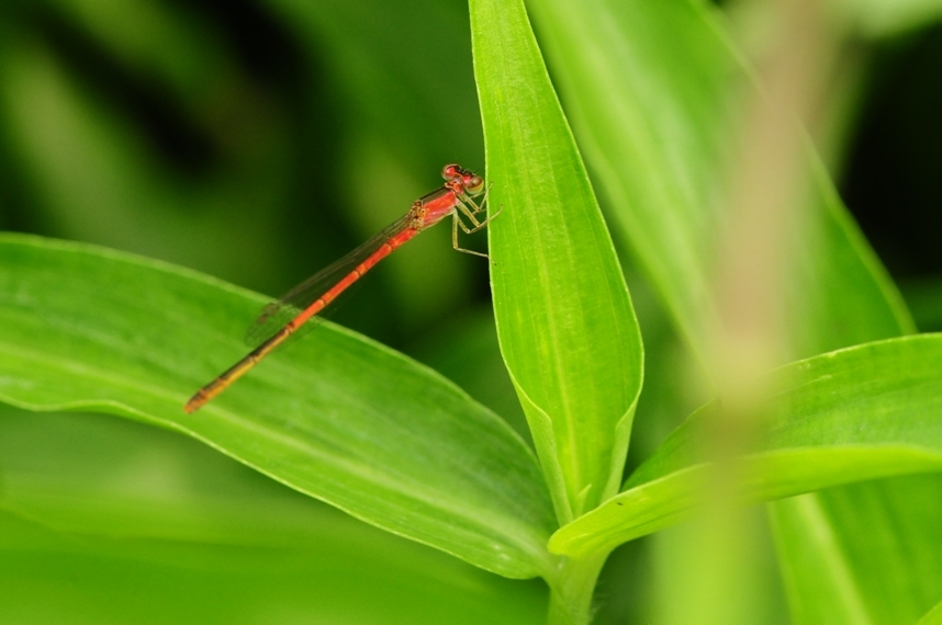 Self Photos / Files - wetland_3411_2