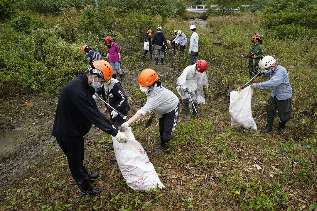 由於紅樹林內有不少垃圾，義工們除了幫忙移除無瓣海桑，也努力淨灘，以改善紅樹林的生長環境。