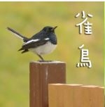 雀鳥