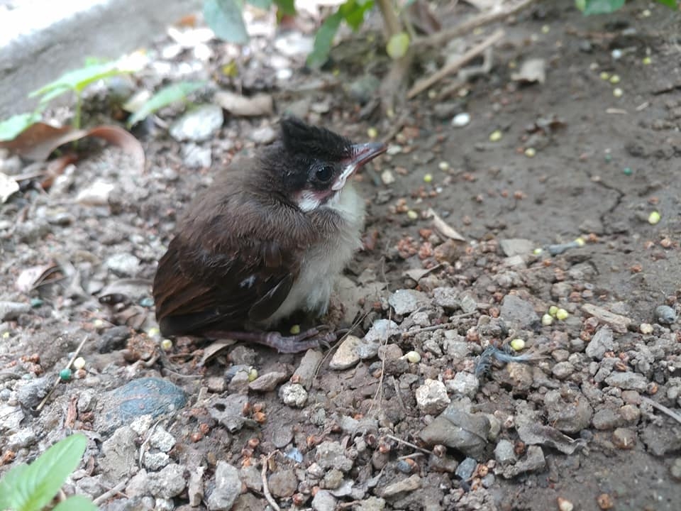 幼鳥