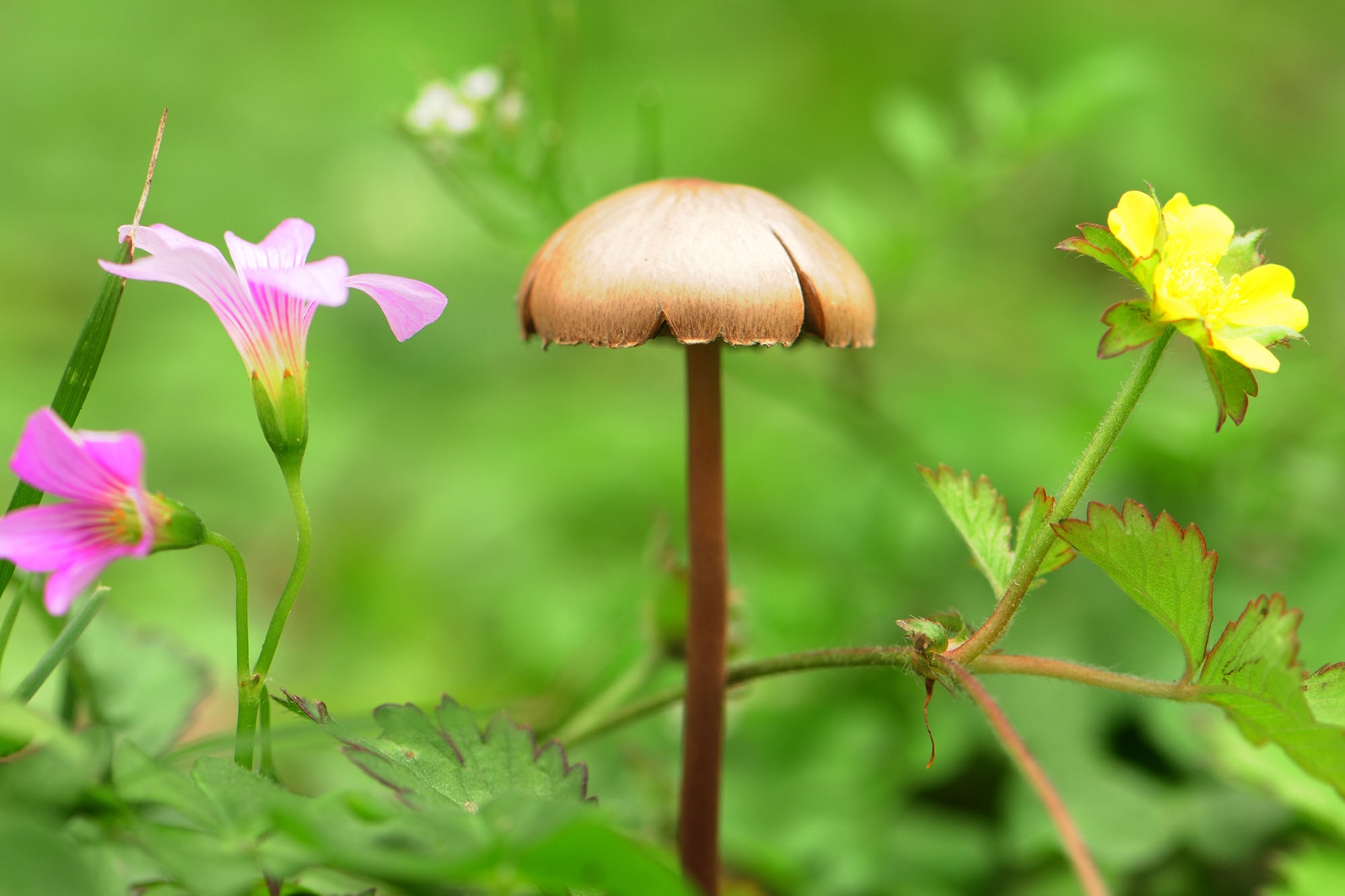 植物資源