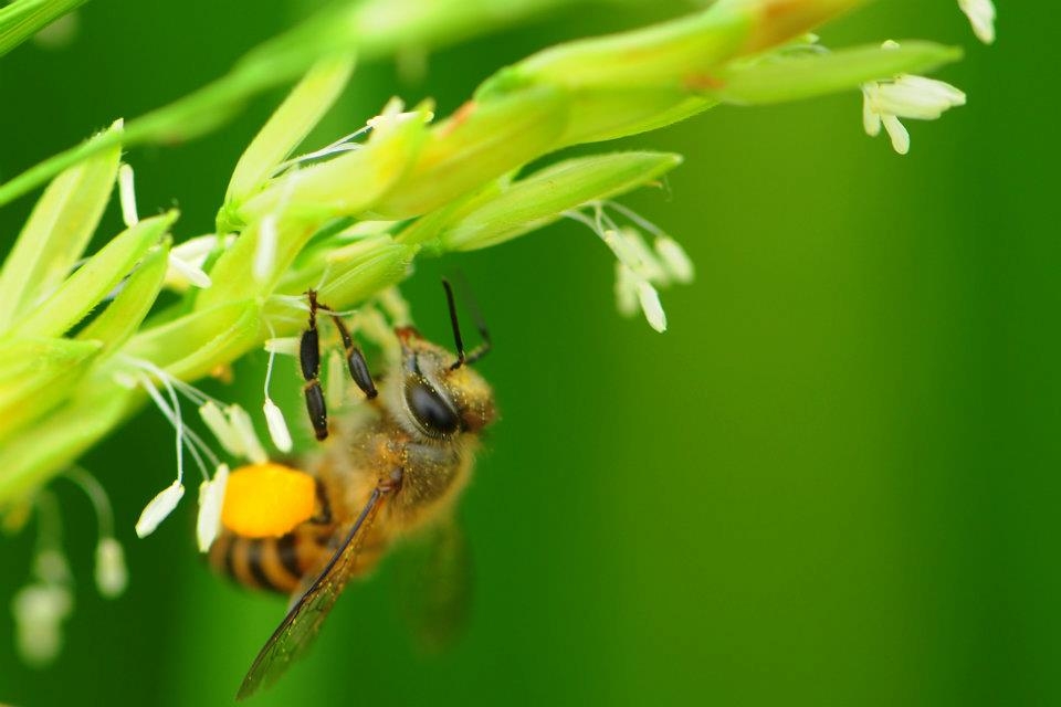 蜜蜂